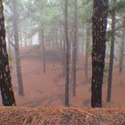 La Palma / typischer Kiefernwald bei beginnendem Nebel ( bei Fuencaliente)