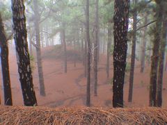 La Palma / typischer Kiefernwald bei beginnendem Nebel ( bei Fuencaliente)