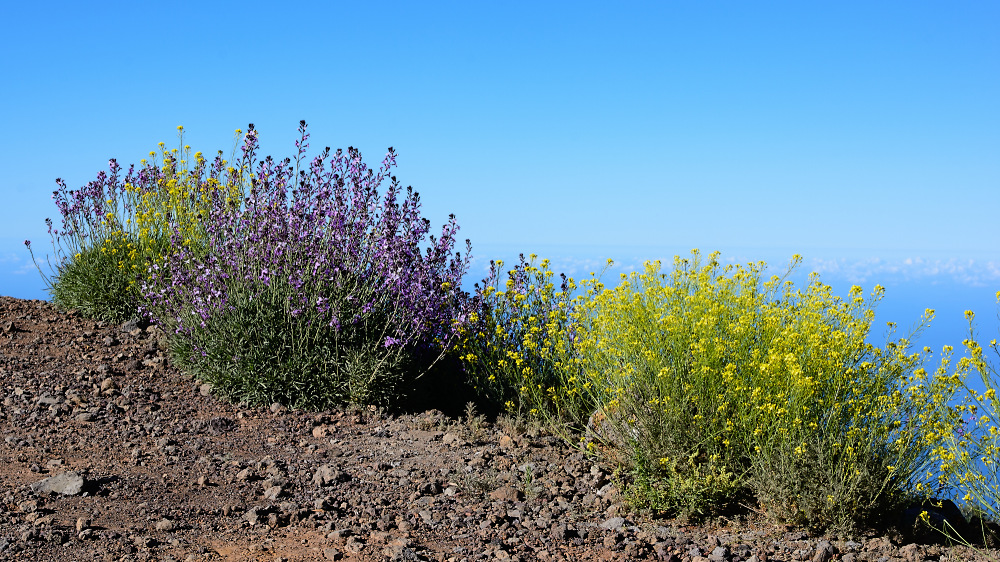 La Palma über den Wolken