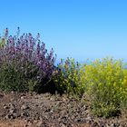 La Palma über den Wolken