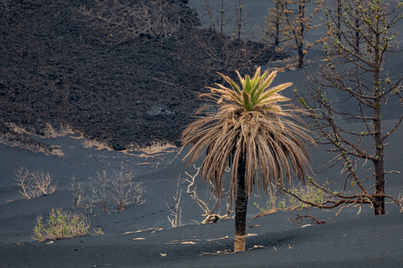 LA PALMA-Überlebenskünstler