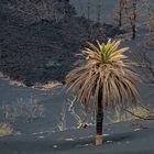 LA PALMA-Überlebenskünstler