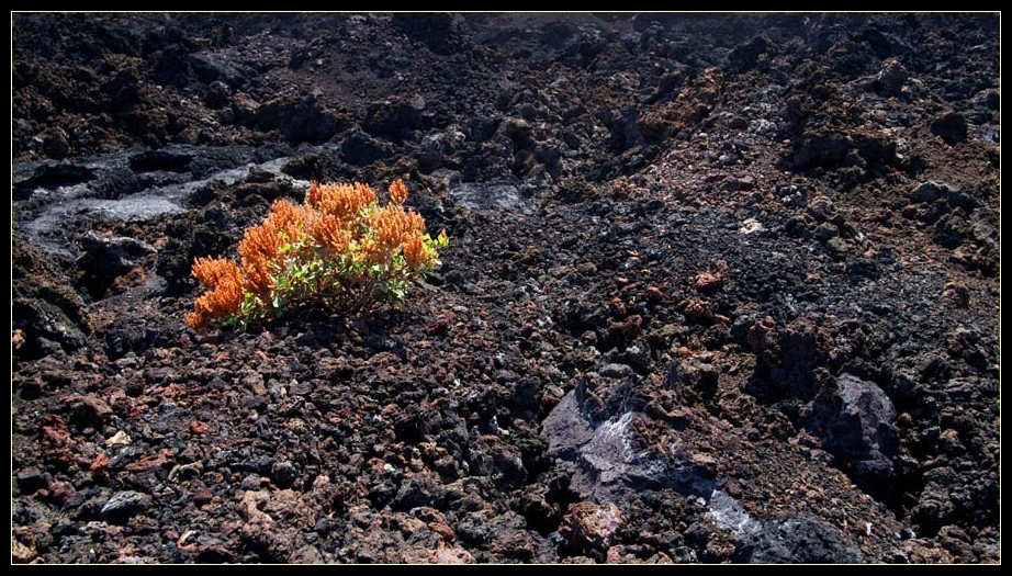 La Palma: Vegetation auf dem Vulkan