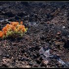 La Palma: Vegetation auf dem Vulkan