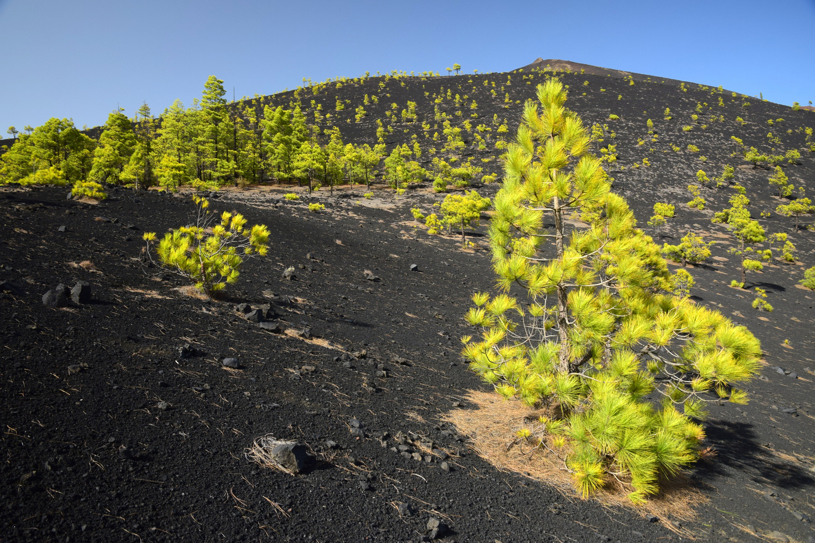 La Palma Vulkanwald