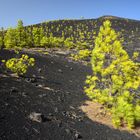 La Palma Vulkanwald