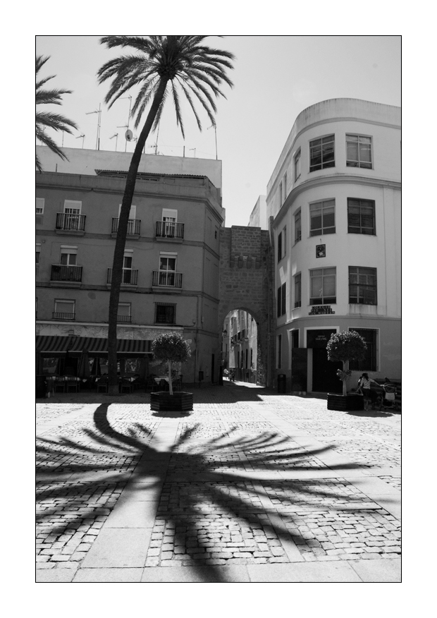 la palmera de Cádiz