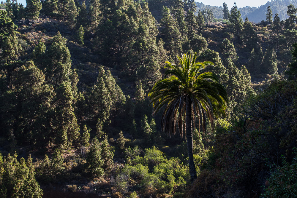 la palmera solitaria (die einsame Palme)