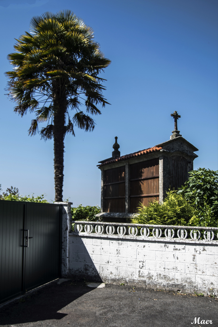 La palmera y el hórreo