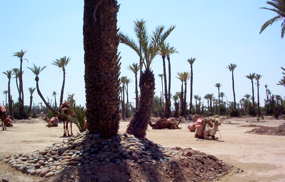 La Palmeraie, Marrakech