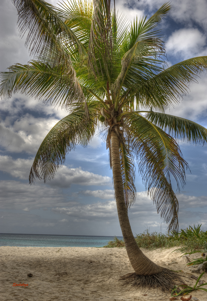 La Palmerita de Playa del Carmen