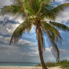 La Palmerita de Playa del Carmen