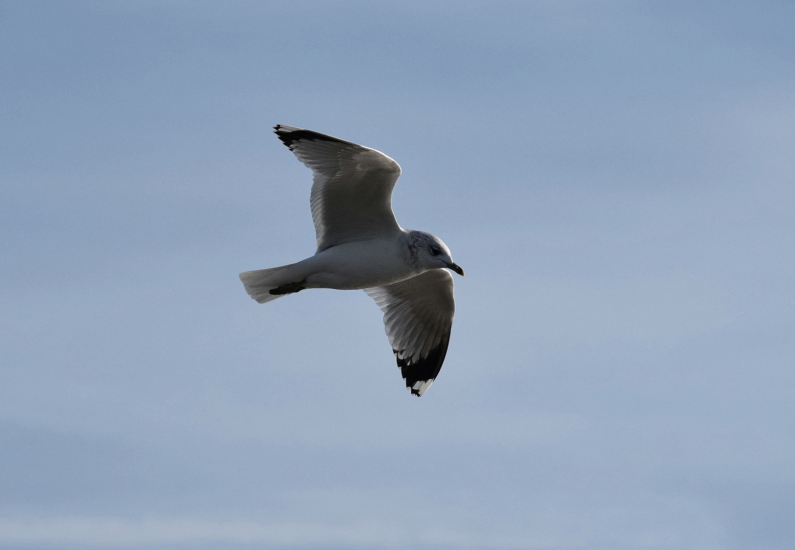 La Paloma Foto & Bild meer, vogel, see Bilder auf