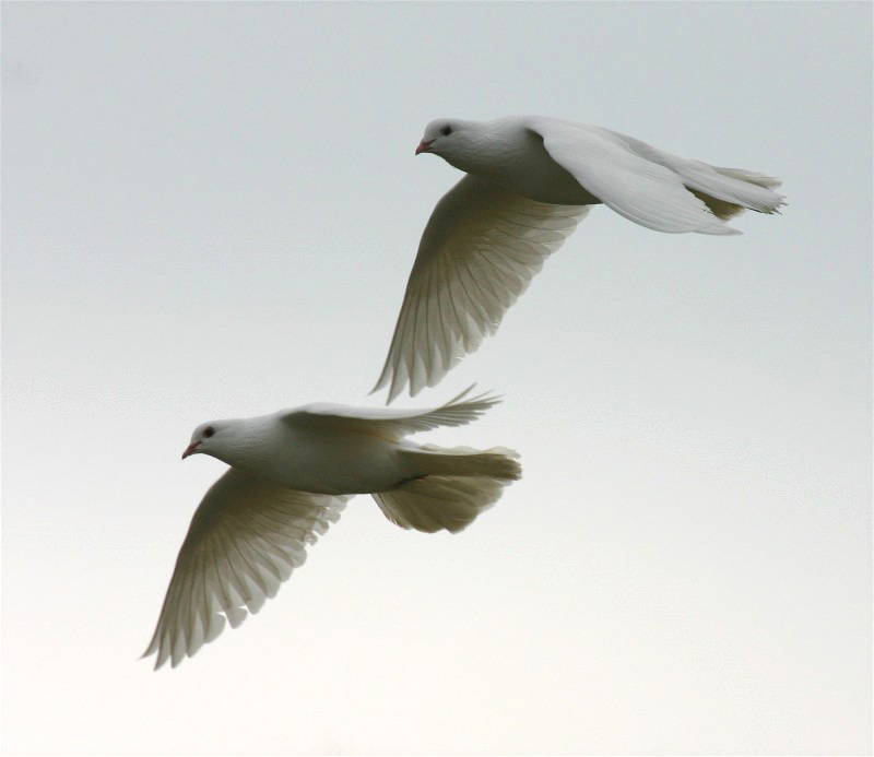 La Paloma Blanca Foto Bild Tiere Wildlife Wild Lebende Vogel Bilder Auf Fotocommunity
