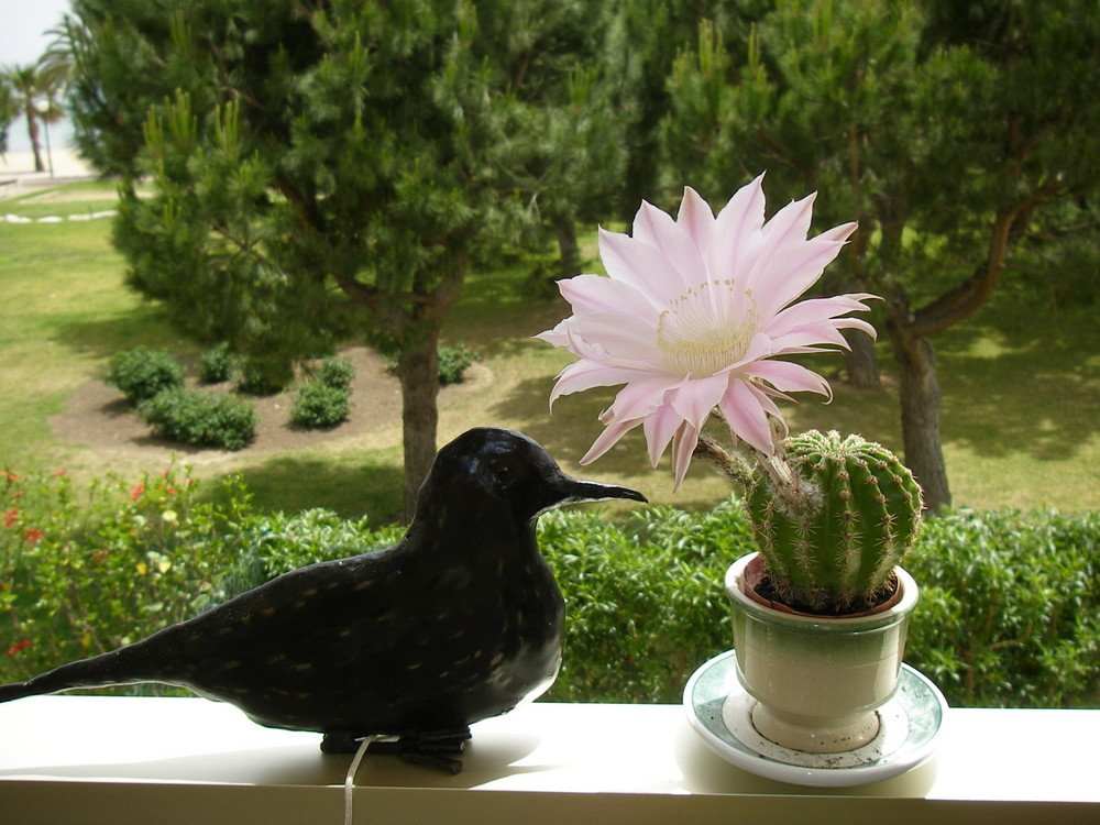 La Paloma de un escultor de Kenia con un cactus en flor, en mi balcón.