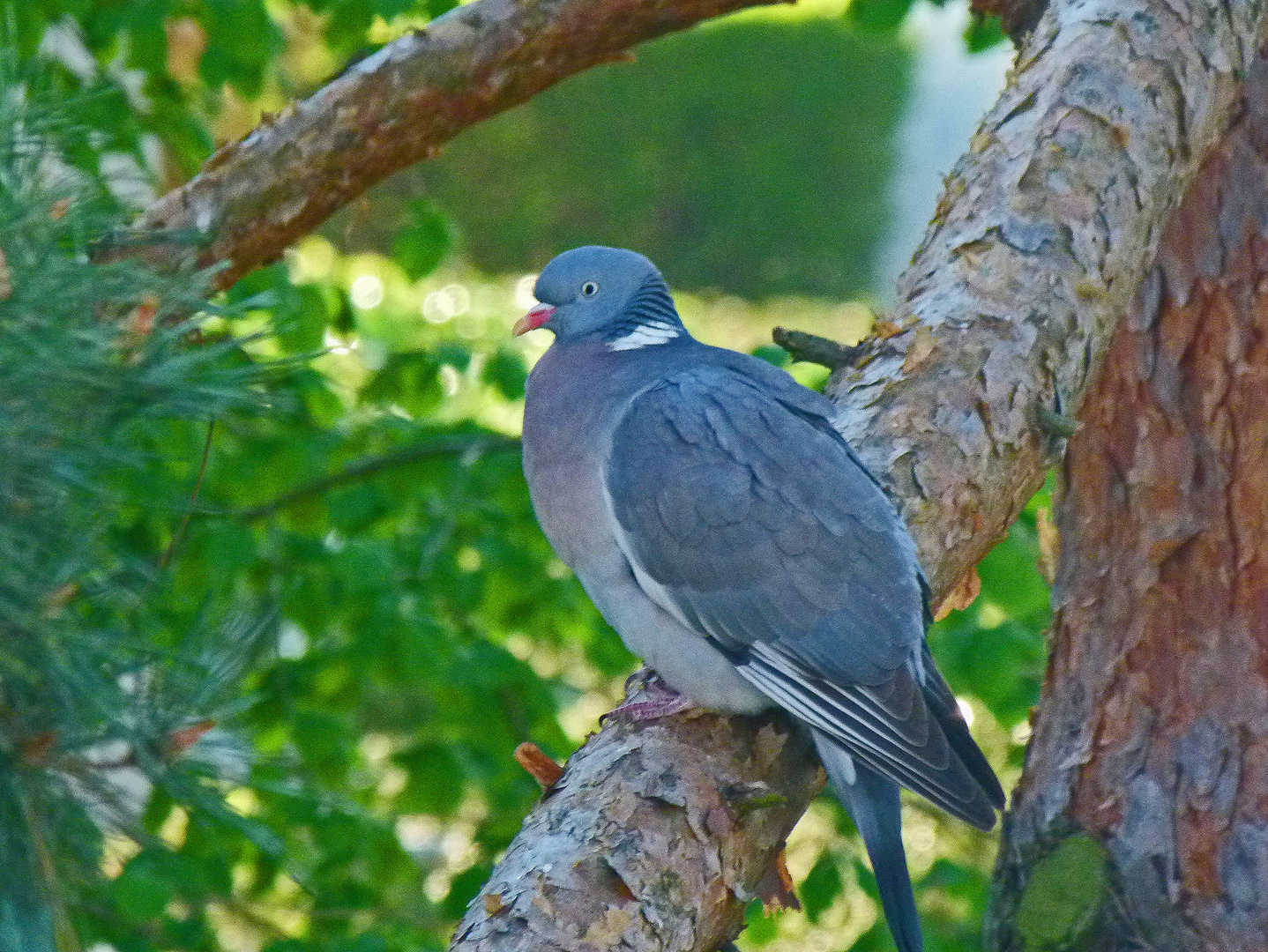 La Paloma - die blaue Taube --Bald turteln sie wieder – aber eine Taube macht noch keinen Sommer