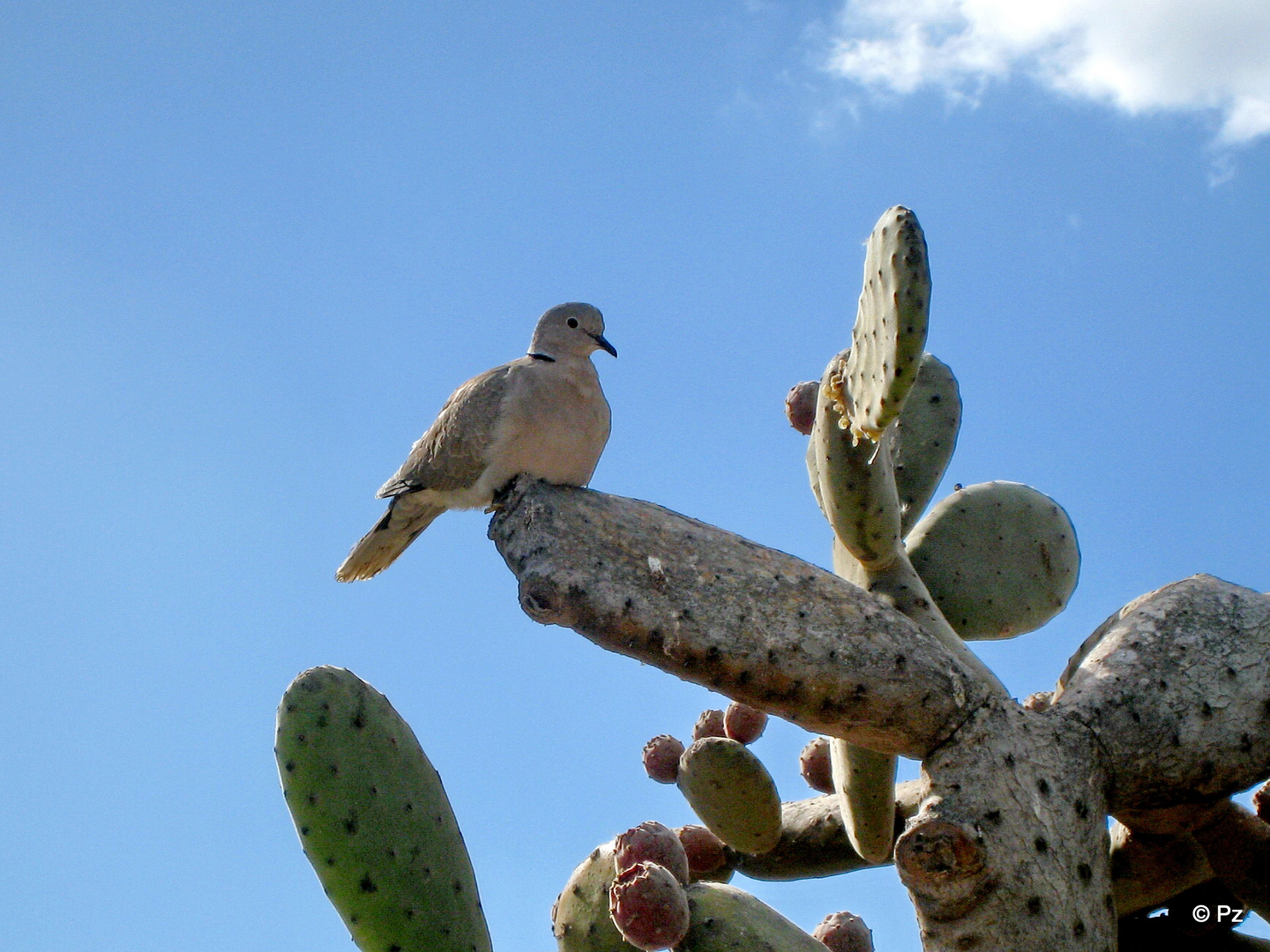 "La Paloma" sitzt auf Stacheln und hat alles im Blick ...