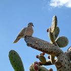 "La Paloma" sitzt auf Stacheln und hat alles im Blick ...