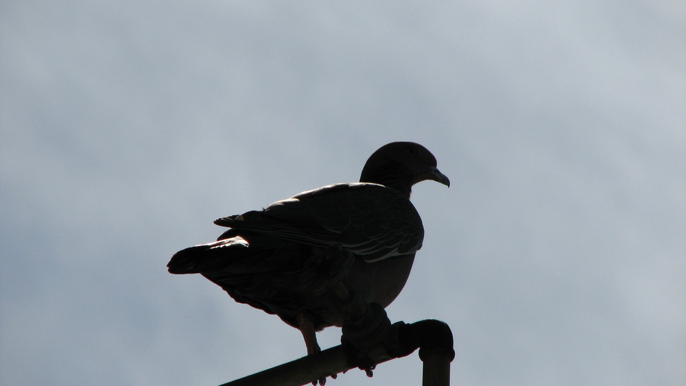 la paloma y el cielo gris