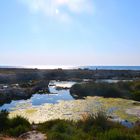 La palude del capitano