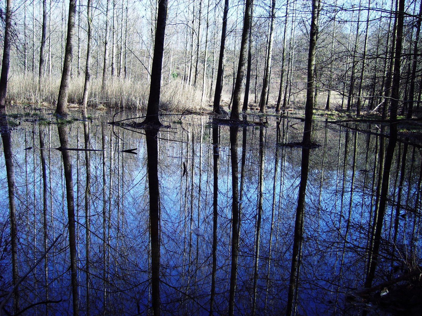 LA PALUDE nel parco del lago grande di A vigliana