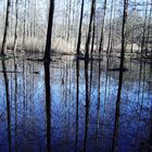 LA PALUDE nel parco del lago grande di A vigliana