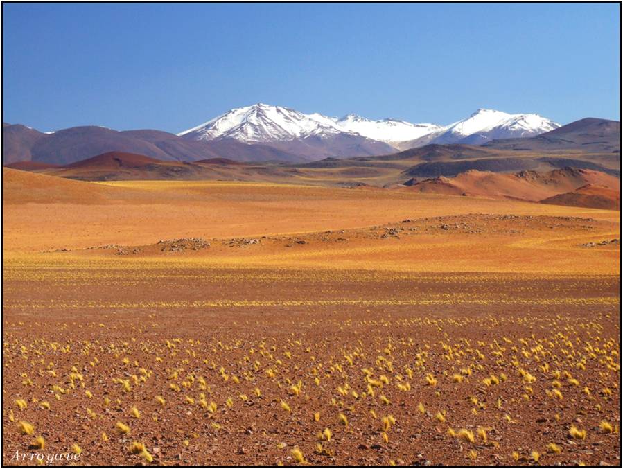 La Pampa amarilla