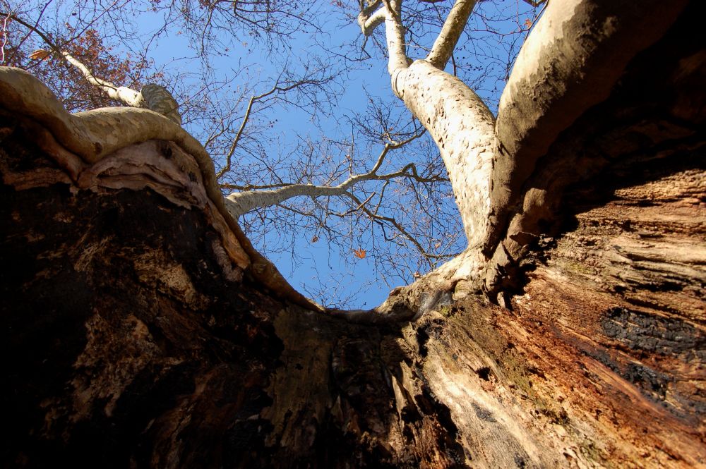 ...la pancia dell albero..