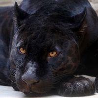 la panther