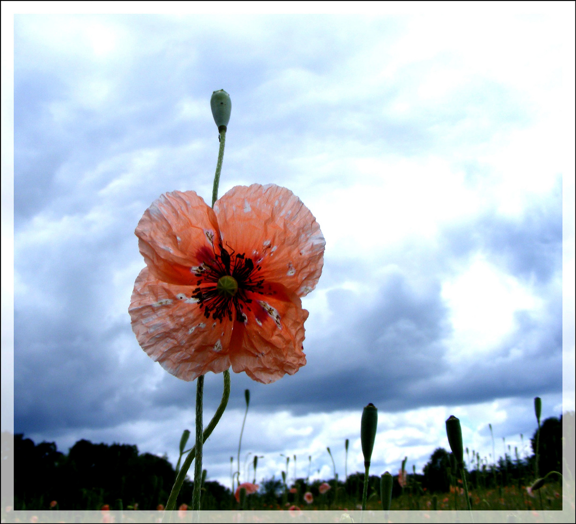 La parade du coquelicot par un soir d'orage