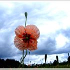 La parade du coquelicot par un soir d'orage