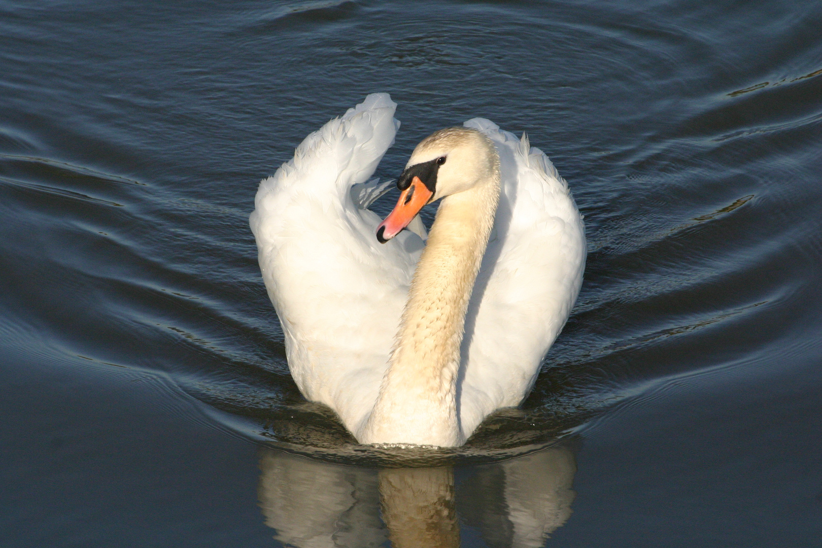 la parade du cygne