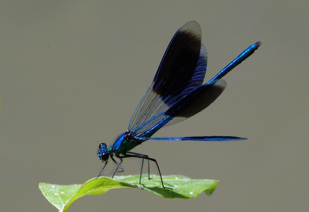 La parade nuptiale du Calopteryx splendens...