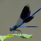 La parade nuptiale du Calopteryx splendens...