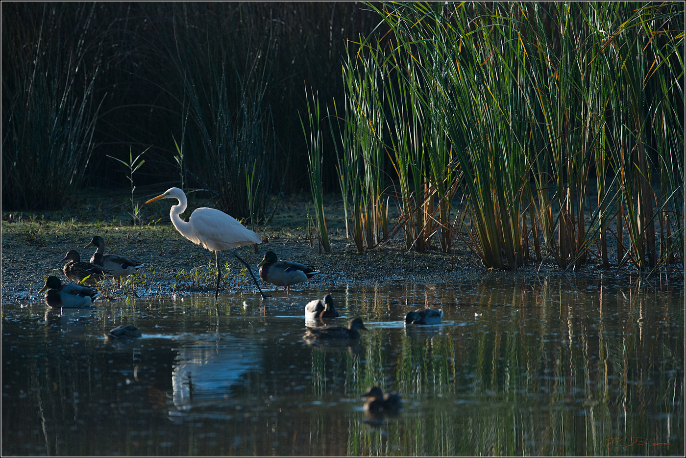 La parade parmis les canards