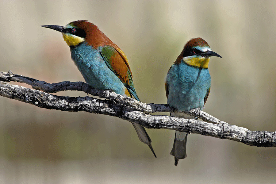 La pareja de abejarruco