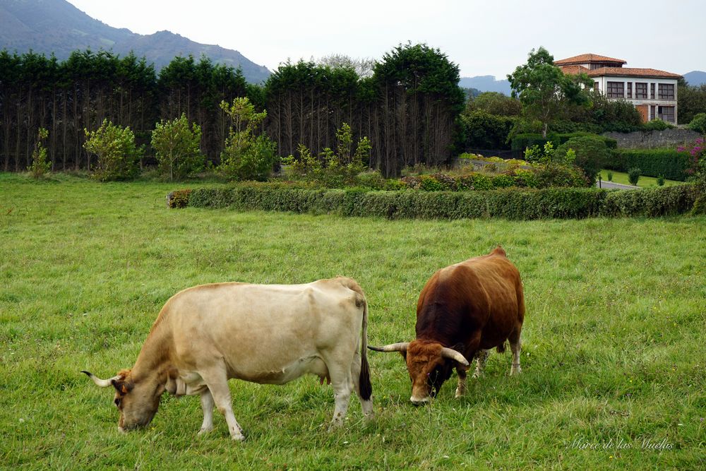 La pareja La Isla Asturias