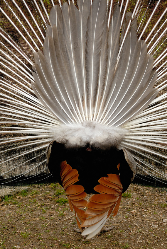 La parte innoble del pavo