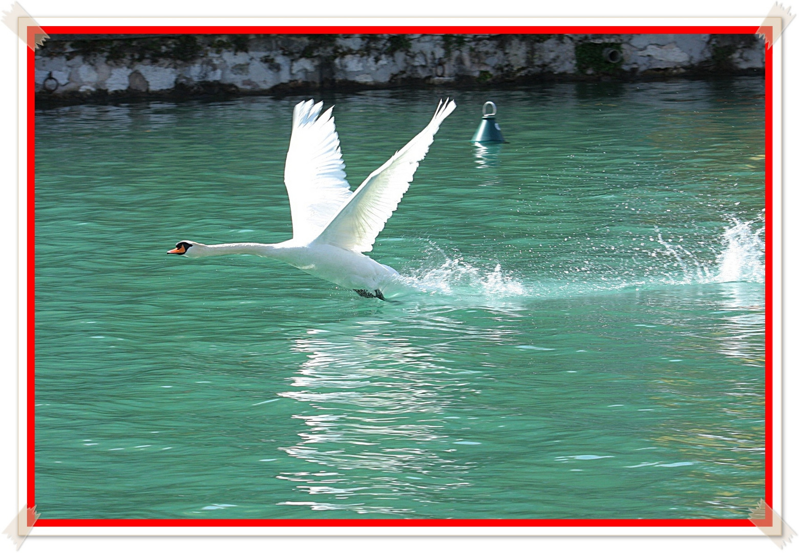 LA PARTENZA DEL CIGNO