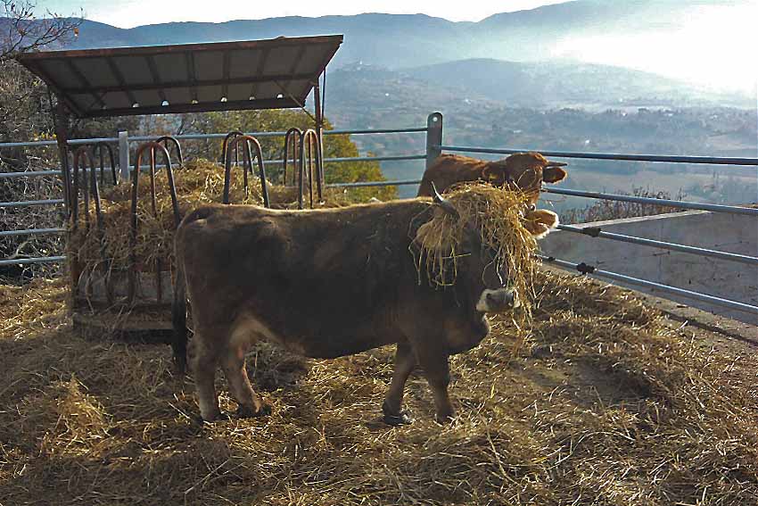 la parucca di fieno