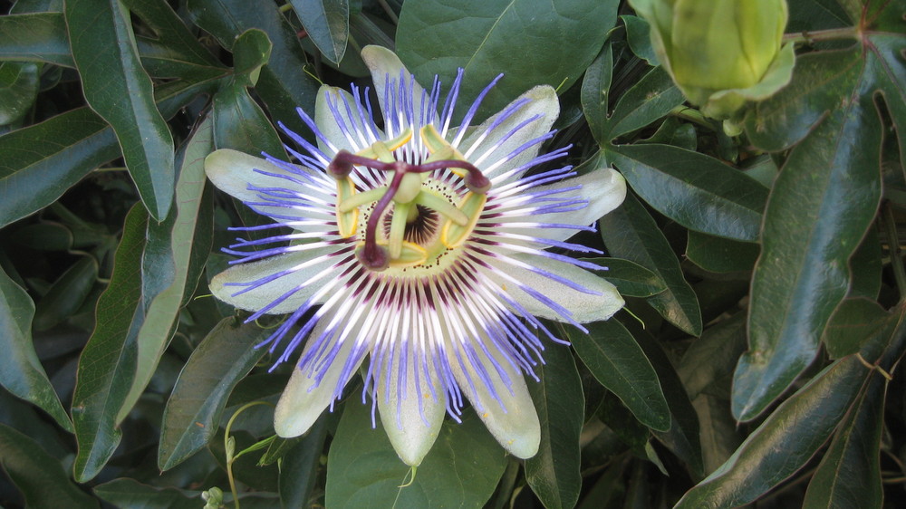 La pasion dentro de una flor