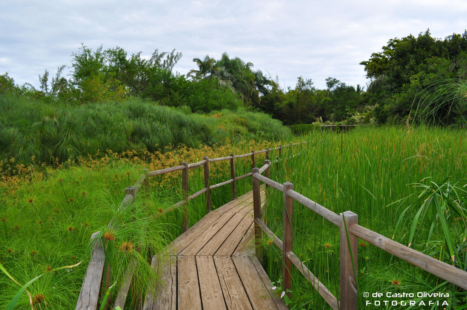 La passerelle vers le vert