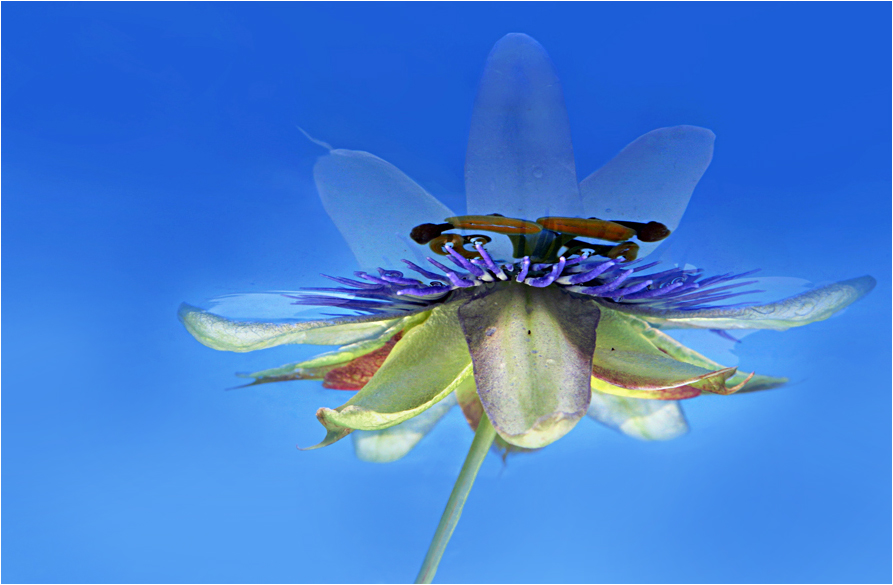 la passiflora