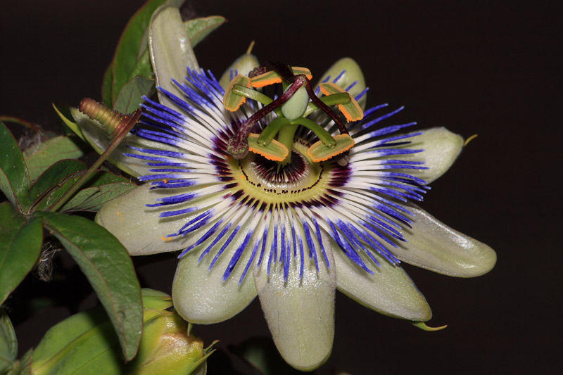 La passiflora (Fiore di Cristo)