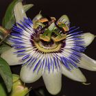 La passiflora (Fiore di Cristo)