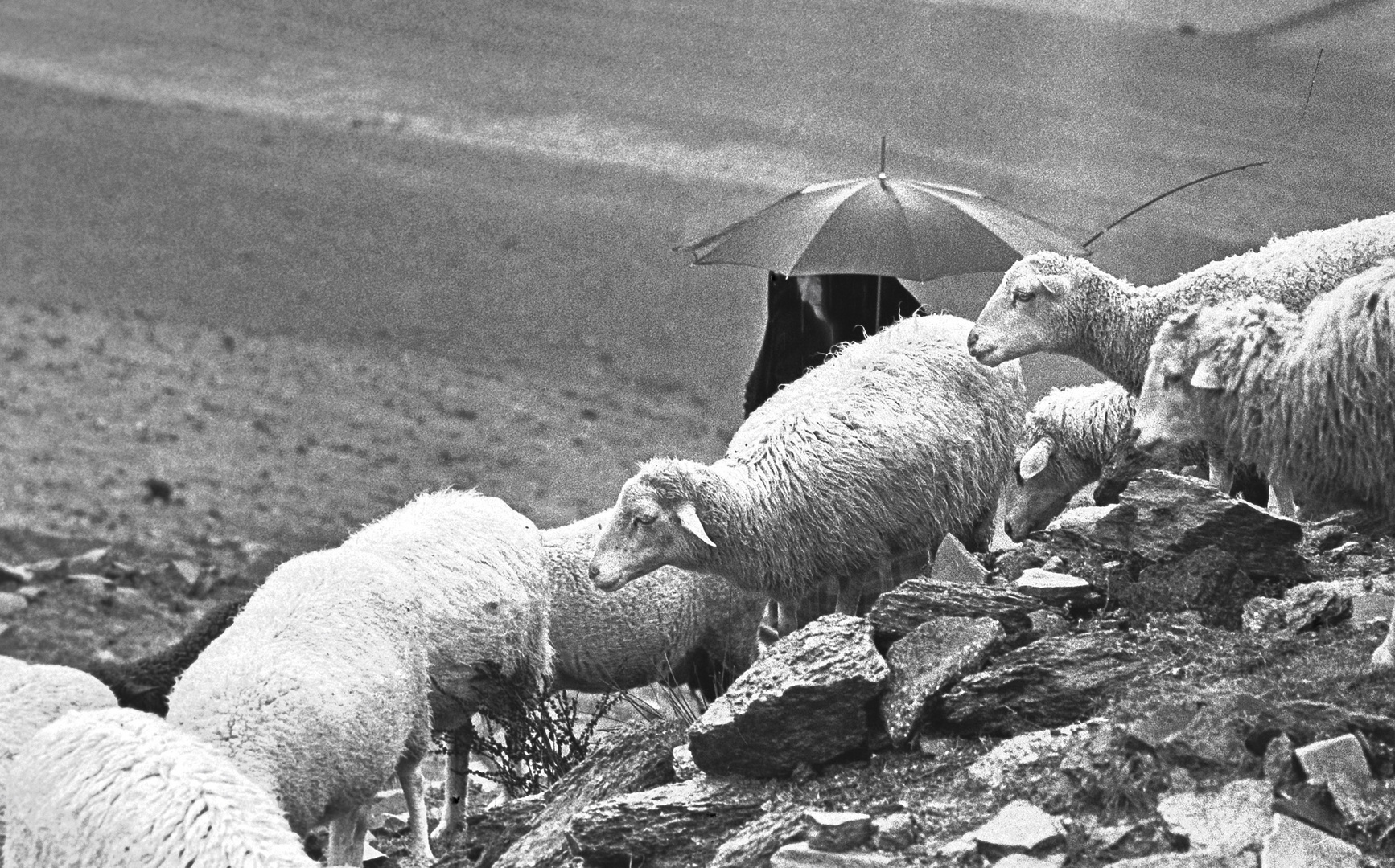 LA PASTORA Y LA LLUVIA