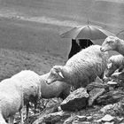 LA PASTORA Y LA LLUVIA