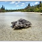 la patate de corail