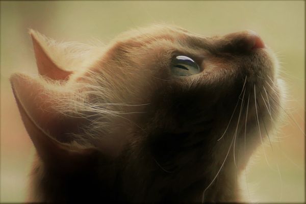 la patience d un chat .....qui chasse !