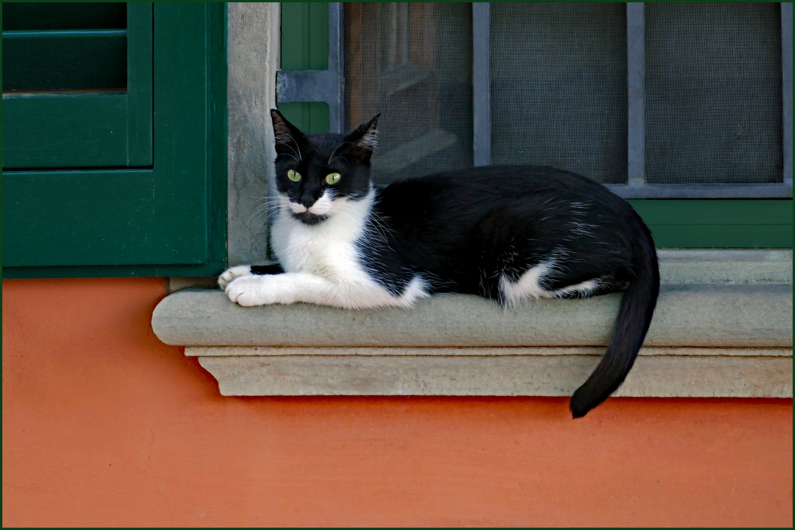 la patience de Zorro....